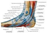 Anatomie: heup,bovenbeen,knie,onderbeen,enkel,voet,acetabulum,collum femoris,trachanter,femur,epicondyl,meniscus,kruisband,cruciate ligament,patella,knieschijf,tibia,fibula,malleolus,talus,calcaneus,tarsus,metatarsus,phalanx,falanx,quadriceps femoris,rectus femoris,sartorius,tensor fasciae latae,tractus iliotibialis,biceps femoris,gastrocnemius,semimembranosus,semitendinosus,soleus,suralis,vena saphena parva,vena saphena magna,sciatic,ischiadicus,peronea